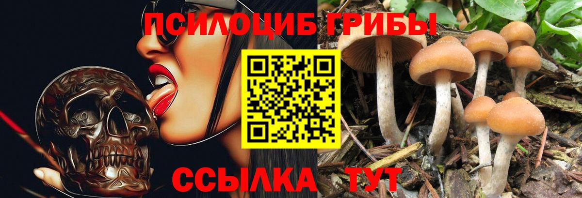 Галлюциногенные грибы Psilocybine cubensis  Псилоцибиновые грибы прущие грибы  Борисоглебск  Вход с VPN 